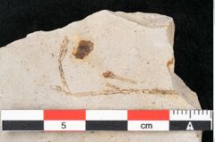 Foto (Detailansicht) von Glyptostrobus europaeus Brongniart (NHMW-GEO-2024-0188-6753)
